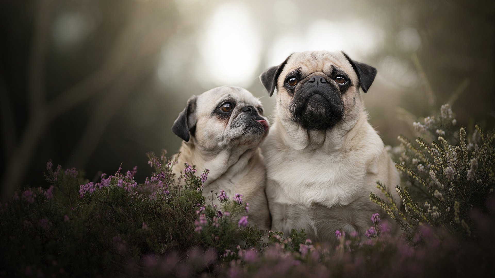 守望先锋 赛季积分榜竞争激烈,守望先锋排位赛分数