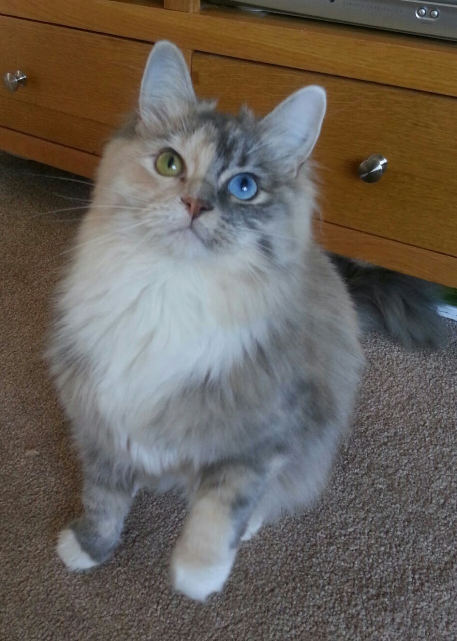 全国游泳锦标赛,池中英豪争夺荣耀,全国游泳冠军赛2021视频