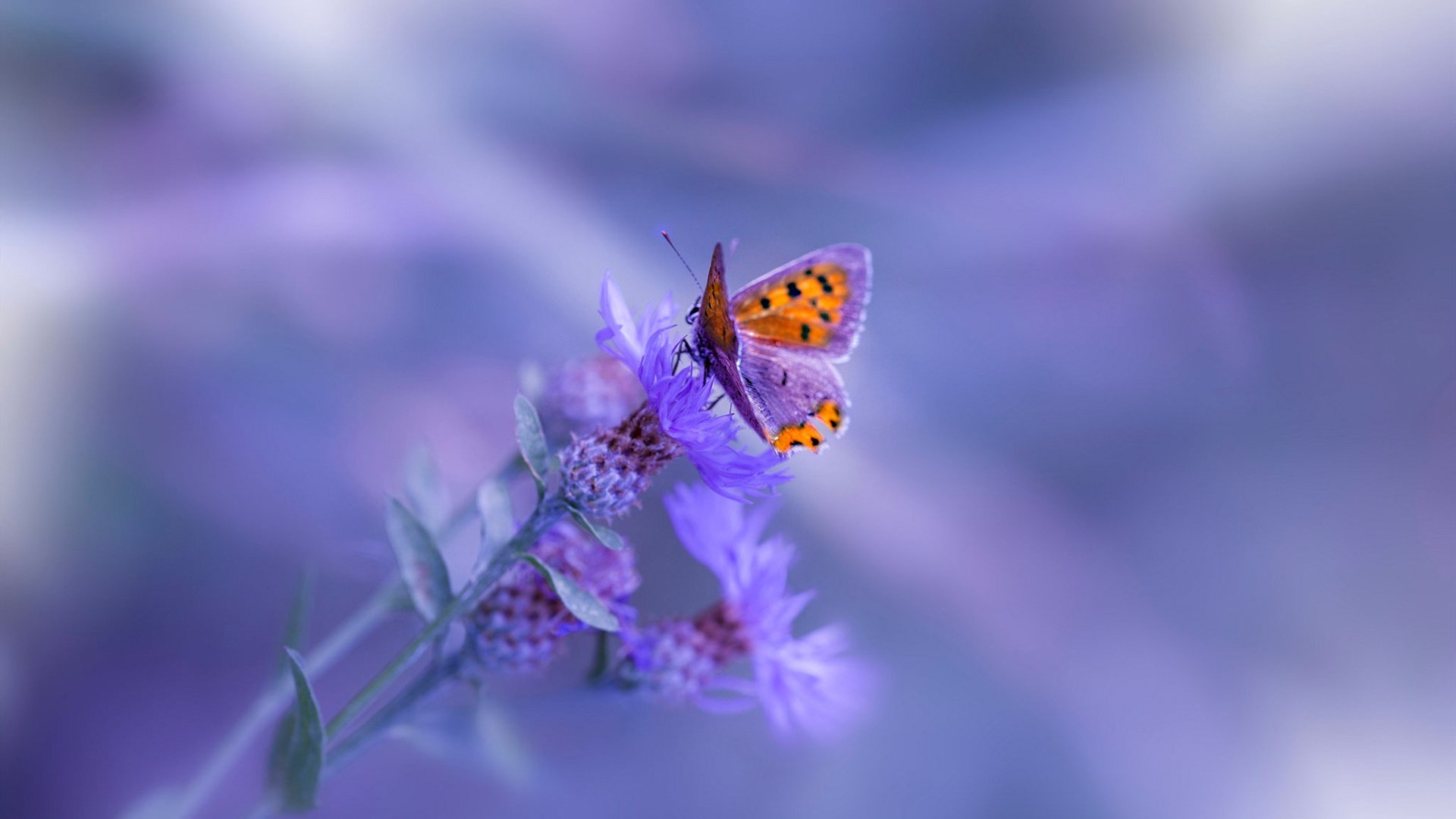 利物浦后防再遭考验，中场核心伤缺影响巨大，利物浦引进中后卫