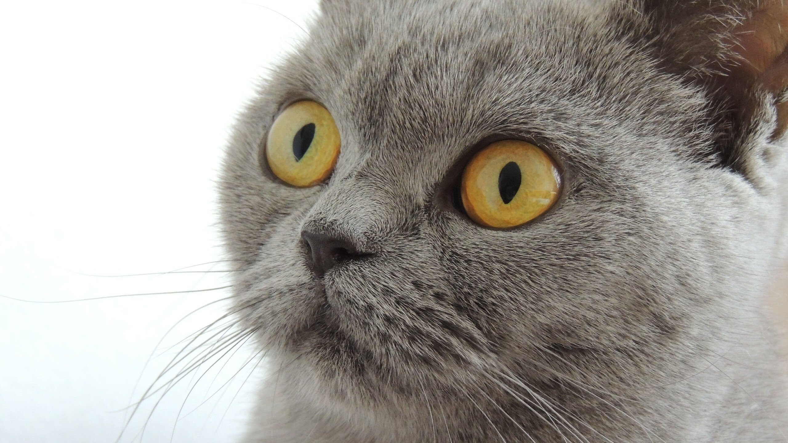 德国男子110米栏选手在预赛中表现出色，晋级半决赛，德国百米运动员